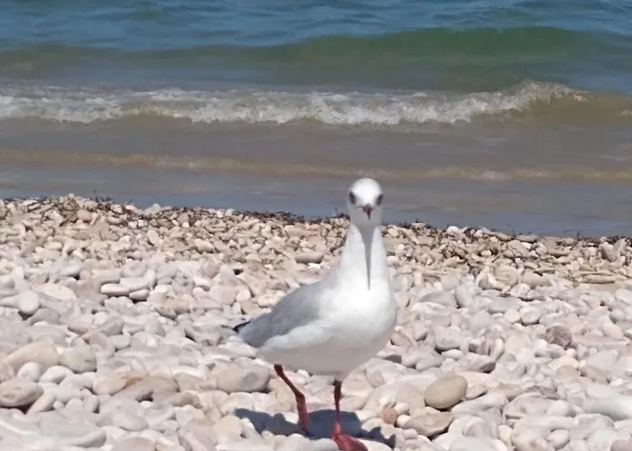 Pescara Al Golf - Jack Nicklaus *